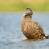 Kajka morska - Somateria mollissima - Common Eider 5282